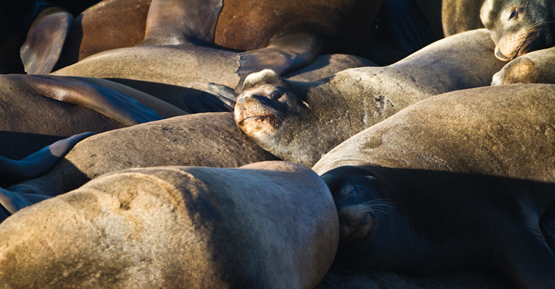 California Sea Lions